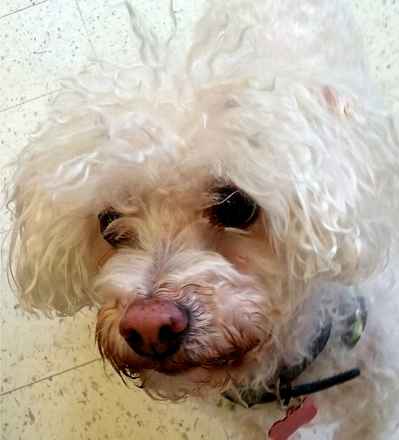 Daisy