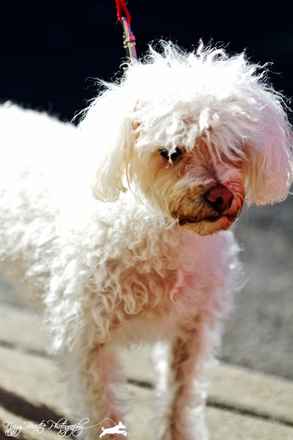 Daisy