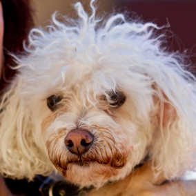 Daisy