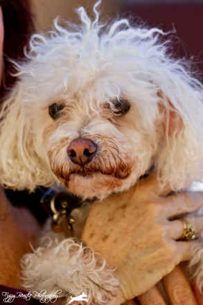 Daisy