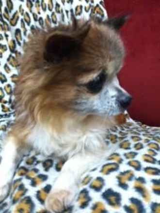 Gismo