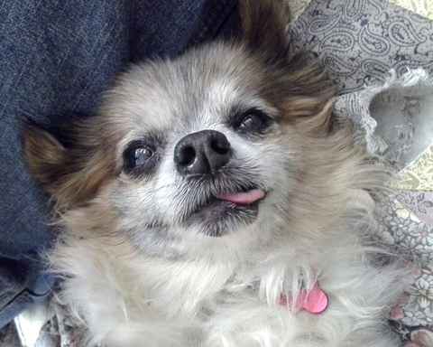 Gismo