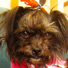 Phyllis