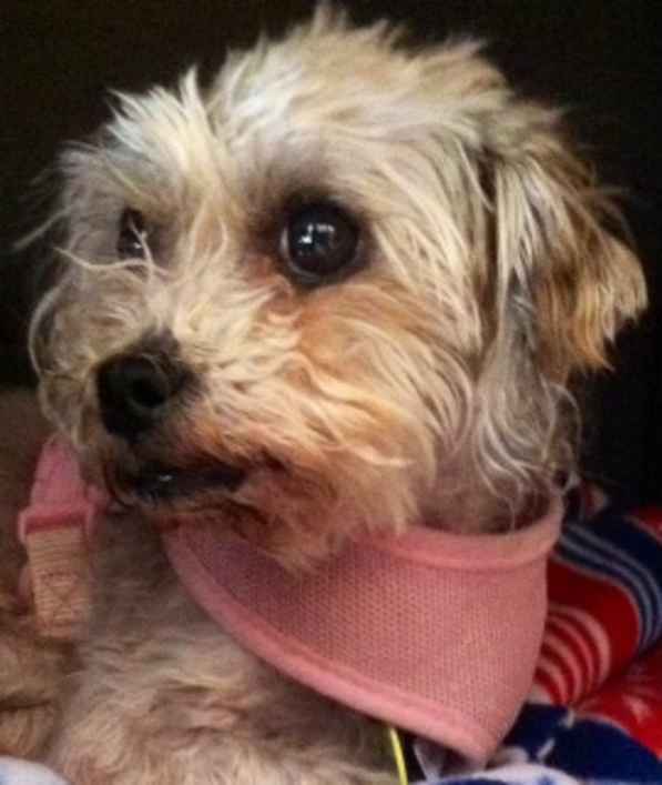 Pepper