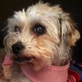 Pepper