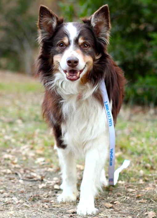 Bodie