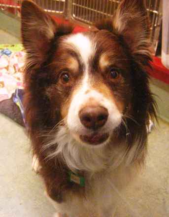 Bodie