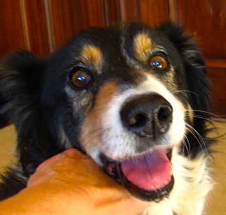 Odie