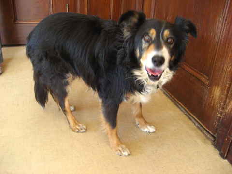 Odie