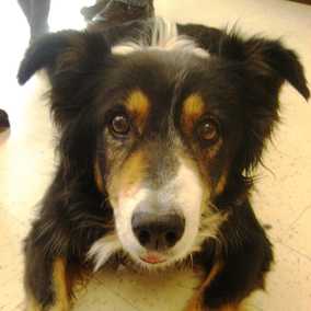 Odie