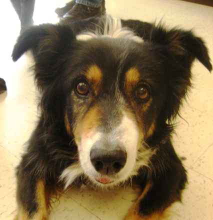 Odie
