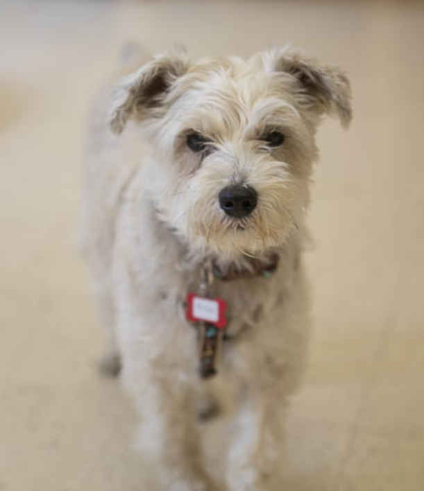 Bert
