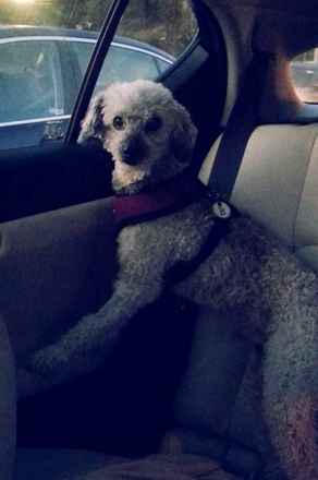 Snoopy
