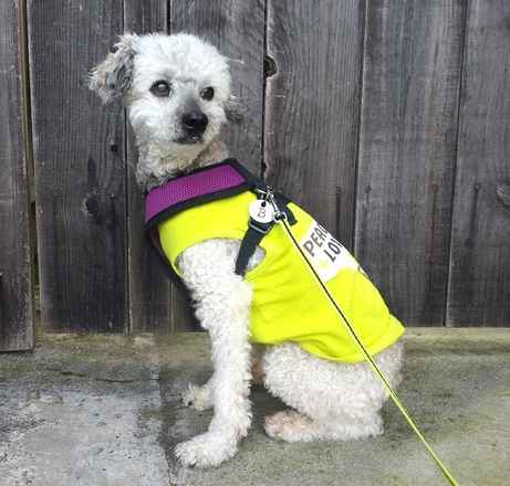 Snoopy