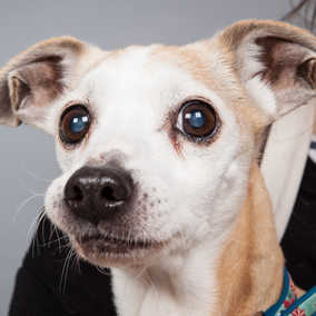 Chiquita