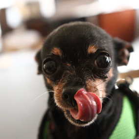 Truffle