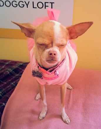 Taffy