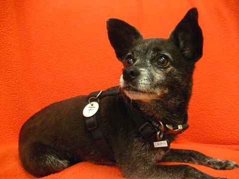 Licorice