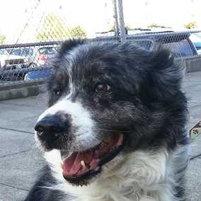 Aksel