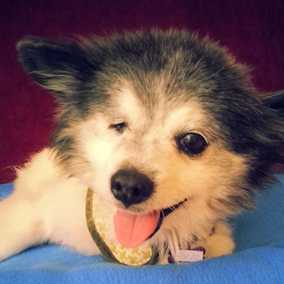 Chelo
