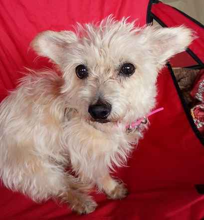 Macy