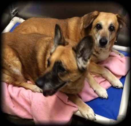 Ginger and Jessie