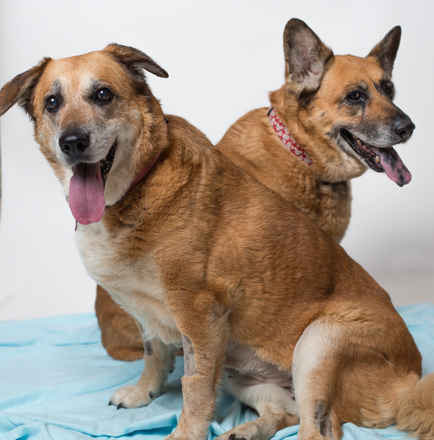 Ginger and Jessie