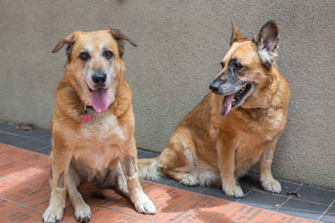 Ginger and Jessie
