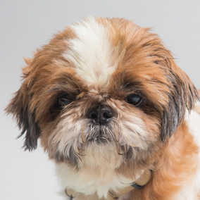 Wicket