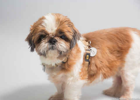 Wicket