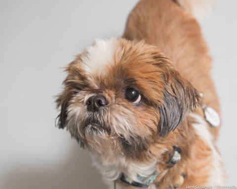Wicket