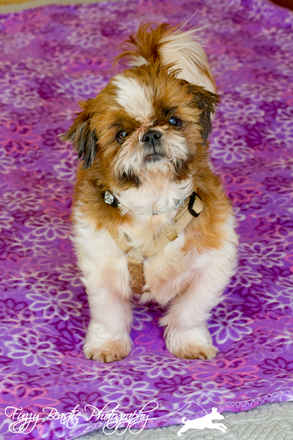 Wicket