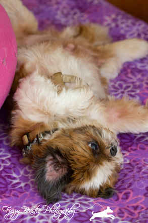 Wicket