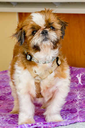 Wicket