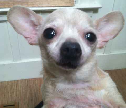 Sookie