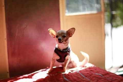 Sookie