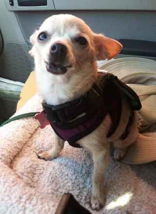 Sookie