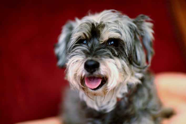 Heidi