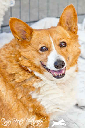 Kurri
