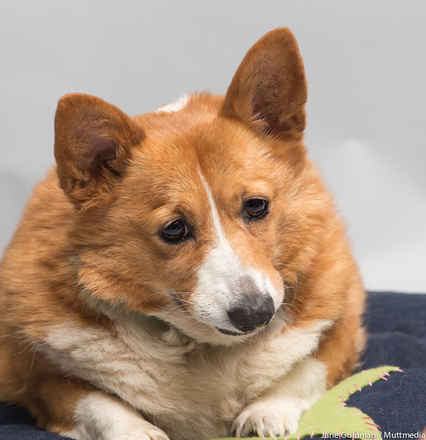 Kurri