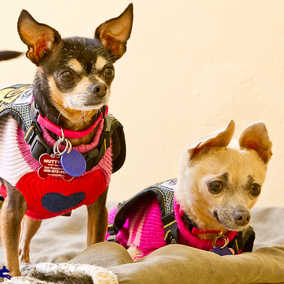 Fiona & Ronnie