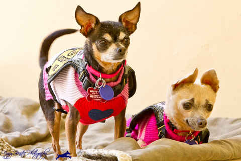 Fiona & Ronnie
