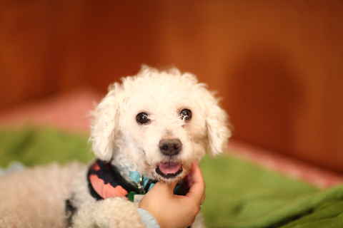 Dolce