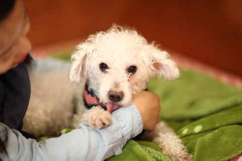 Dolce