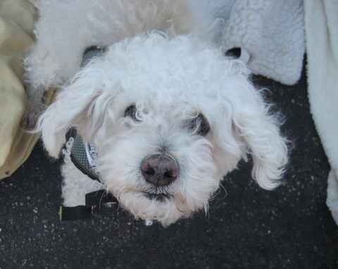 Dolce