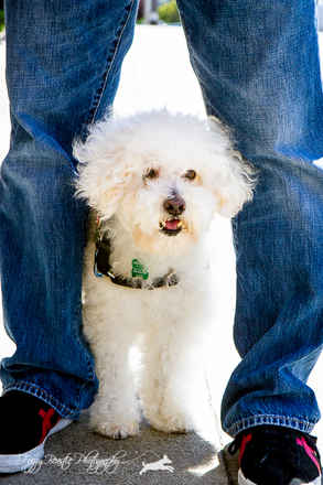 Dolce