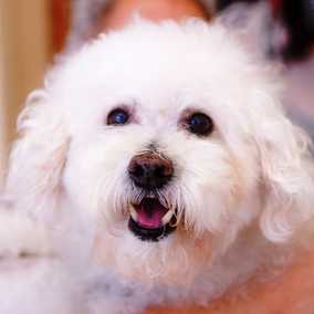 Dolce