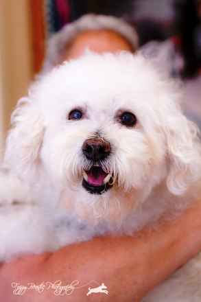Dolce