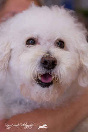 Dolce
