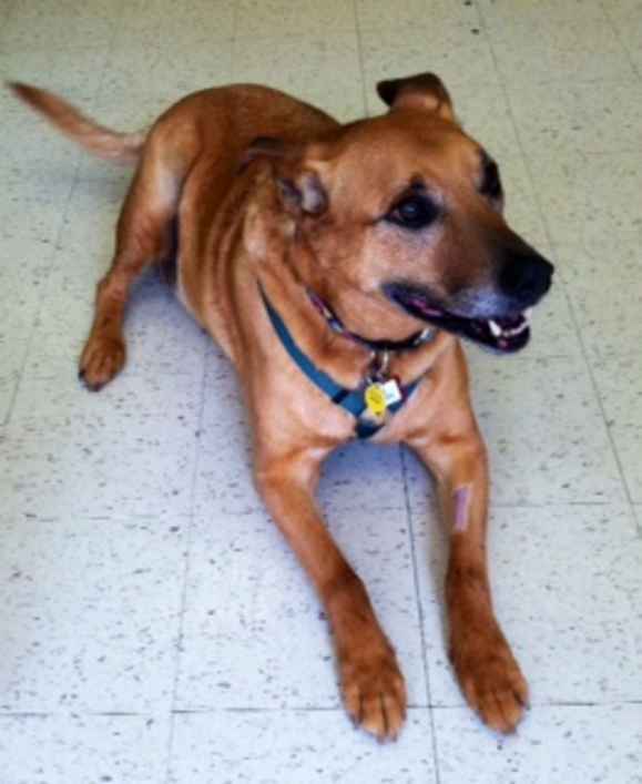 Scooby